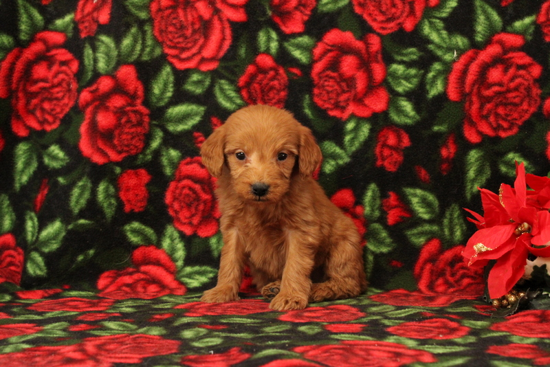 puppy, for, sale, Mini Goldendoodle F1, Matthew B. Stoltzfus, dog, breeder, Gap, PA, dog-breeder, puppy-for-sale, forsale, nearby, find, puppyfind, locator, puppylocator, aca